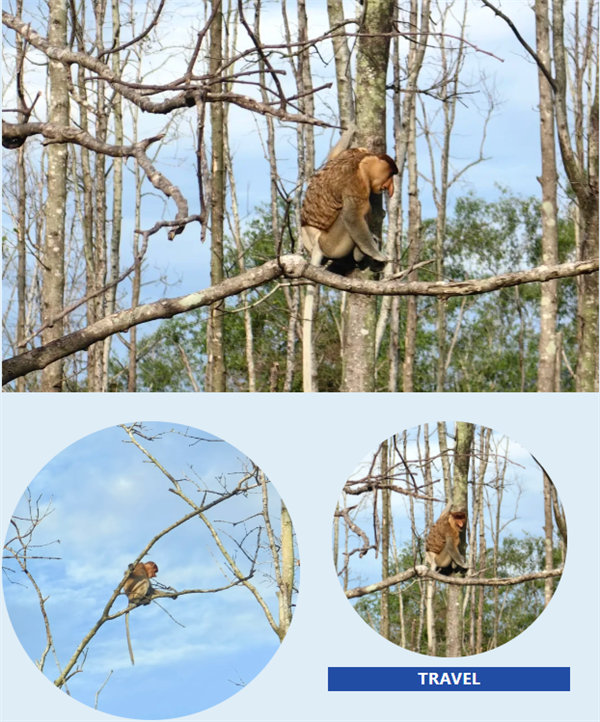 風雨兼程二十載，馬來之旅續新篇——2024年博皓沙巴風情之旅     -4