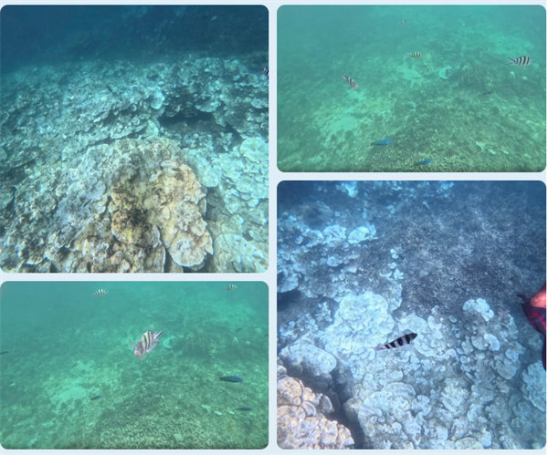 風雨兼程二十載，馬來之旅續新篇——2024年博皓沙巴風情之旅     -6