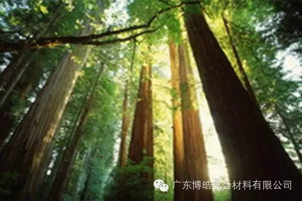 【博皓感悟】欲為大樹,莫與草爭(zhēng)-2